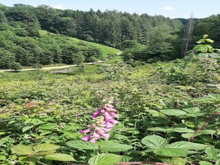 Bungalow Robelmont Environnement 28