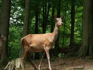 Parc de vacances Gerolstein Environnement 37