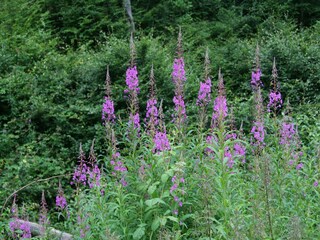 Vakantiepark Gerolstein Omgeving 23