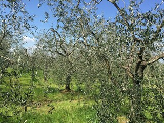 Cottage Pian di Scò Outdoor Recording 21