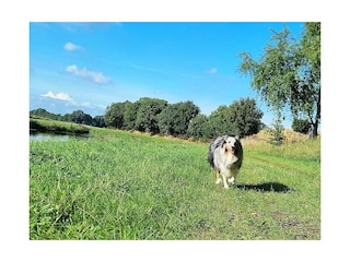 Hunde erlaubt