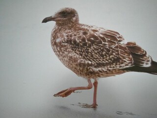 Apartamento de vacaciones Kellenhusen Grabación al aire libre 8