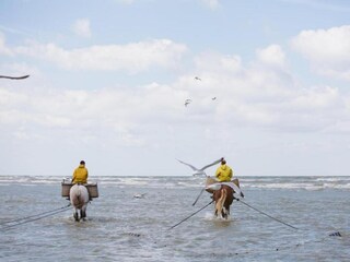 Appartement Koksijde Environnement 19