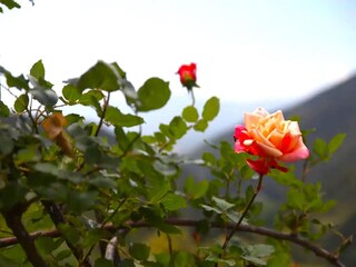 Casa per le vacanze Montseny Ambiente 31