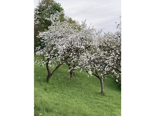 Baumblüte im Garten