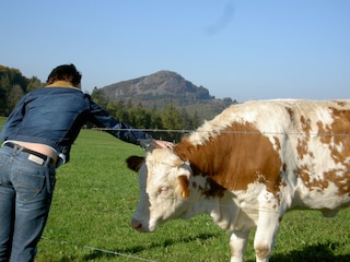 Milseburg ehem. Keltensiedlung (Naturschutzgebiet)