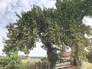 Die Ernte kann beginnen.