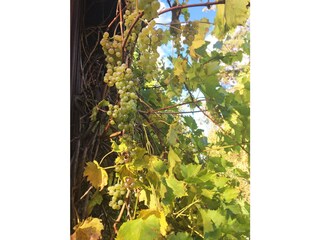 Casa per le vacanze Bertsdorf-Hörnitz Caratteristiche 27