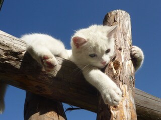 Appartamento per vacanze Graun Ambiente 14