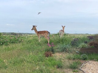 Appartamento per vacanze Zandvoort Ambiente 21