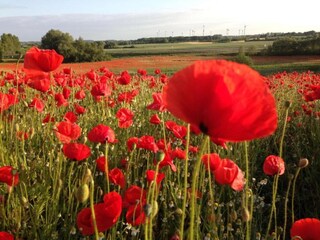 Appartement Neubukow Environnement 36