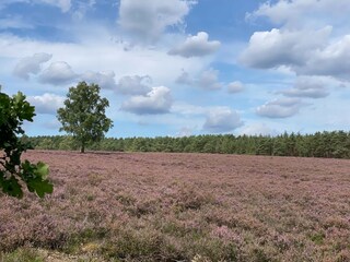Vakantiepark Faßberg Omgeving 34
