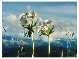 Appartamento per vacanze Bolsterlang Ambiente 16