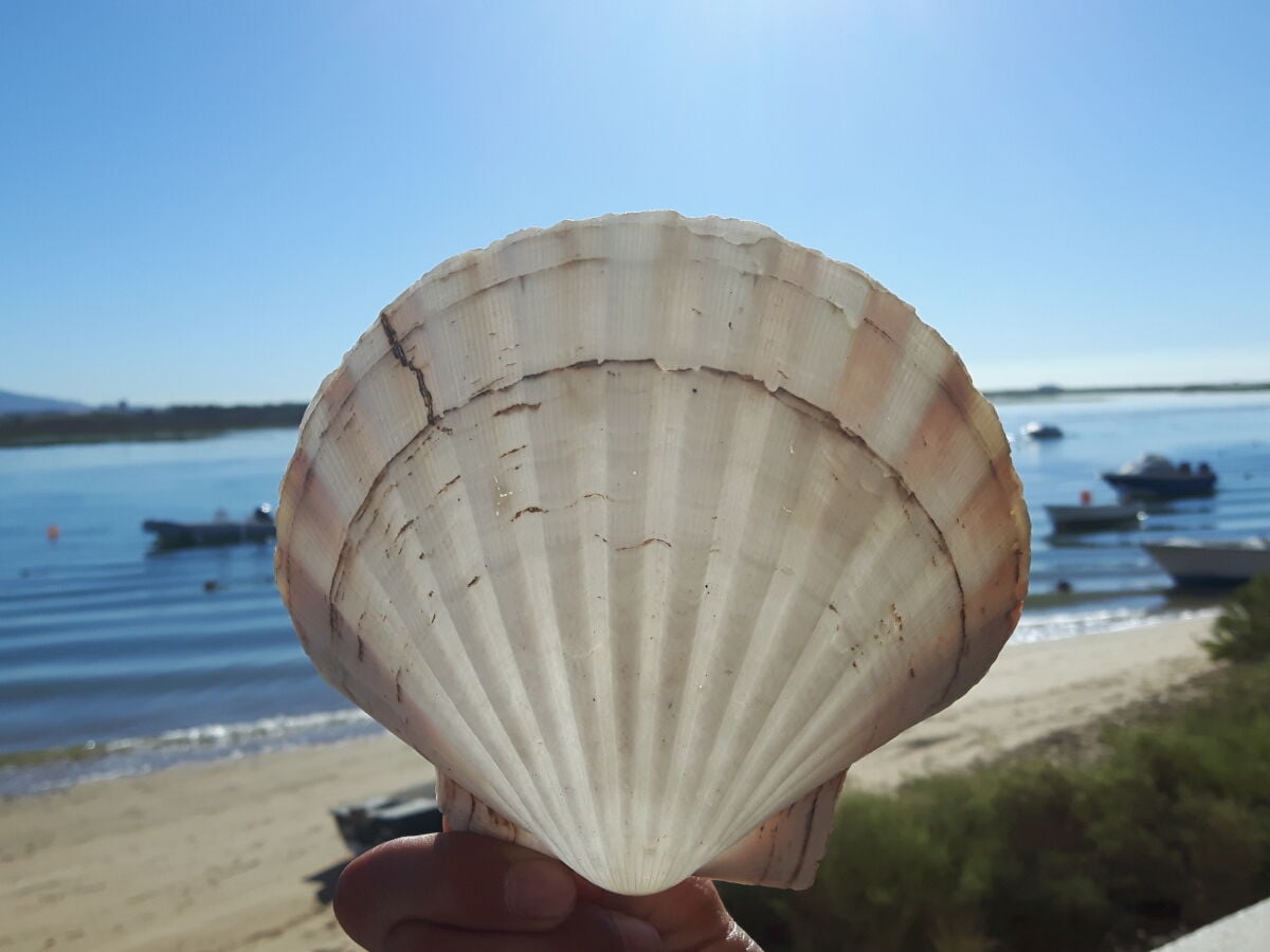 Muscheln finden und essen