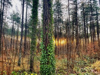 Casa per le vacanze Bergen (Holland) Ambiente 33