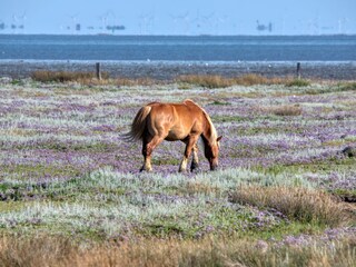 Ferienwohnung Juist Umgebung 58
