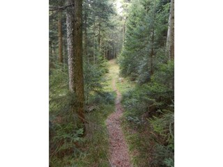 Hiking trail near the house