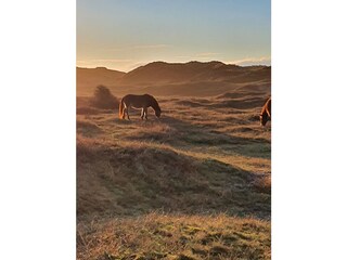 Appartamento per vacanze Bergen aan Zee Ambiente 14
