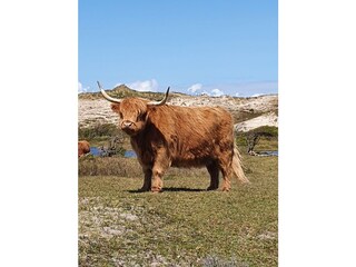 Appartamento per vacanze Bergen aan Zee Ambiente 17