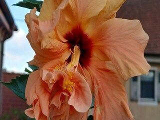 Apartment Vogtsburg Outdoor Recording 6