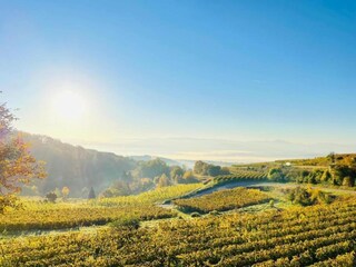 Appartement Vogtsburg Environnement 22