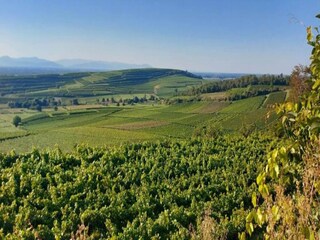 Appartamento Vogtsburg Ambiente 23