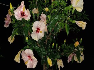 Apartamento Vogtsburg Grabación al aire libre 7