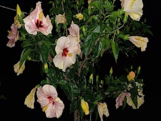 Apartment Vogtsburg Außenaufnahme 4