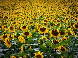 Apartment Vogtsburg Environment 26