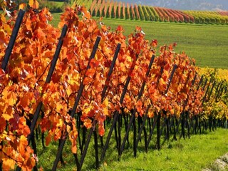 Appartamento Vogtsburg Ambiente 27