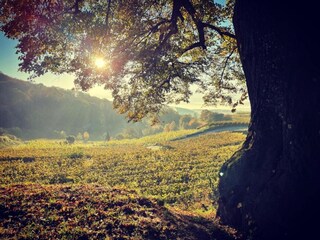 Appartamento Vogtsburg Ambiente 38