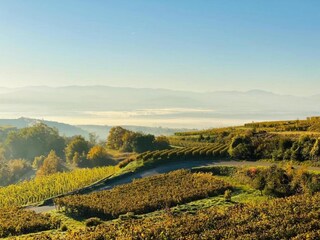 Appartement Vogtsburg Environnement 21