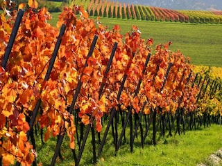 Apartment Vogtsburg Umgebung 32