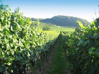 Apartment Vogtsburg Umgebung 27