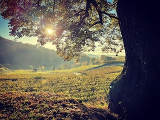 Apartment Vogtsburg Umgebung 39