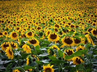 Apartment Vogtsburg Umgebung 31