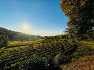 Apartamento Vogtsburg Entorno 39