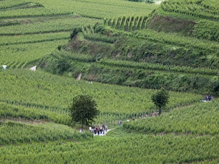 Apartment Vogtsburg Environment 39