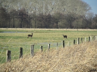 Natur