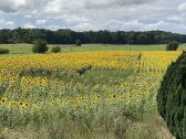 Gartenblick im Sommer