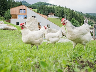 Vakantiehuis Steinhaus im Ahrntal Buitenaudio-opname 8