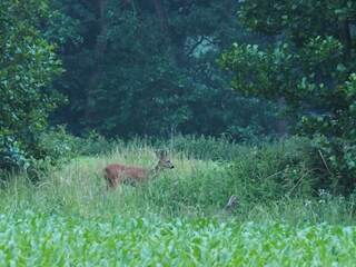 Casa per le vacanze Noardburgum Ambiente 17