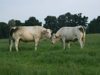 Vakantiepark Ootmarsum Omgeving 21