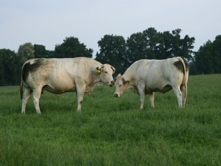 Vakantiepark Ootmarsum Omgeving 16