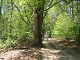 Ferienpark Ootmarsum Umgebung 26