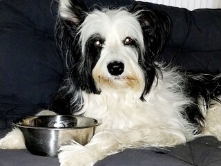 Eingezäuntes Grundstück, ideal für Hunde