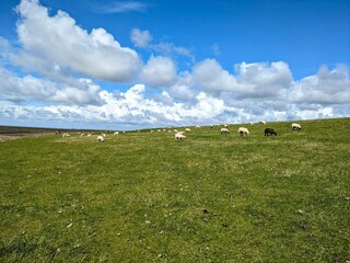 Apartamento Hallig Nordstrandischmoor Entorno 29