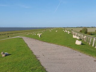 Appartement Hallig Nordstrandischmoor Environnement 19