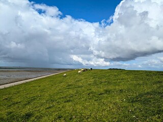 Appartement Hallig Nordstrandischmoor Environnement 20