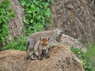 Maison de vacances Hasselfelde Environnement 15